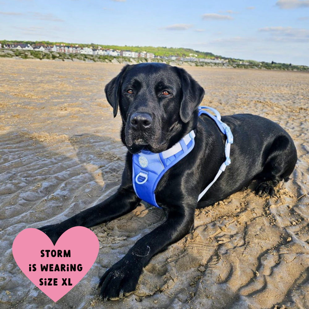 Trail & Glow Dog Harness - COLOUR DROPS® - Head in the Clouds - Bailey and Coco (UK)