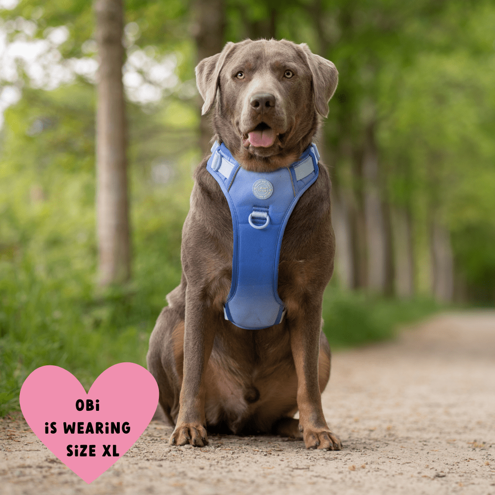 Trail & Glow Dog Harness - COLOUR DROPS® - Head in the Clouds - Bailey and Coco (UK)