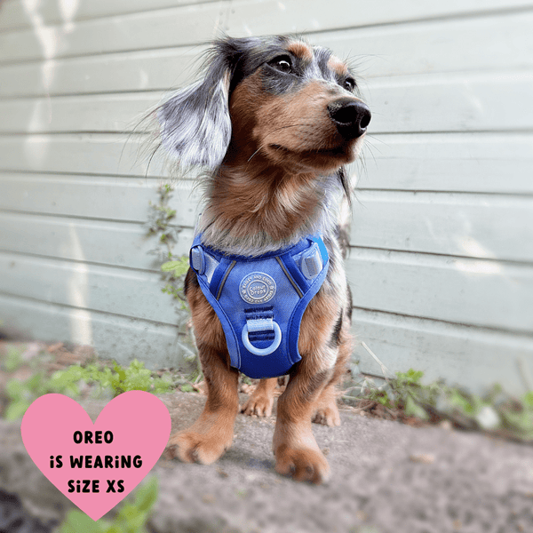Trail & Glow Dog Harness - COLOUR DROPS® - Head in the Clouds - alternate view