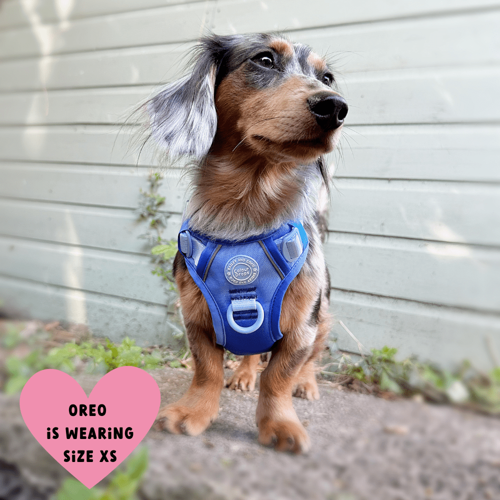 Trail & Glow Dog Harness - COLOUR DROPS® - Head in the Clouds - Bailey and Coco (UK)