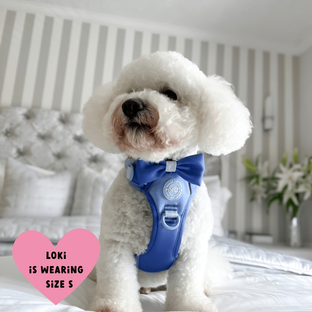 Trail & Glow Dog Harness - COLOUR DROPS® - Head in the Clouds - Bailey and Coco (UK)