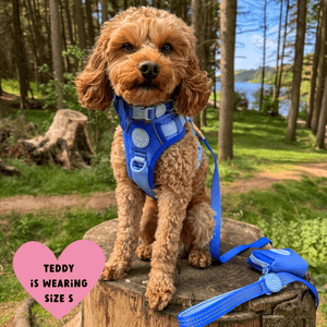 Trail & Glow Dog Harness - COLOUR DROPS® - Head in the Clouds - Bailey and Coco (UK)