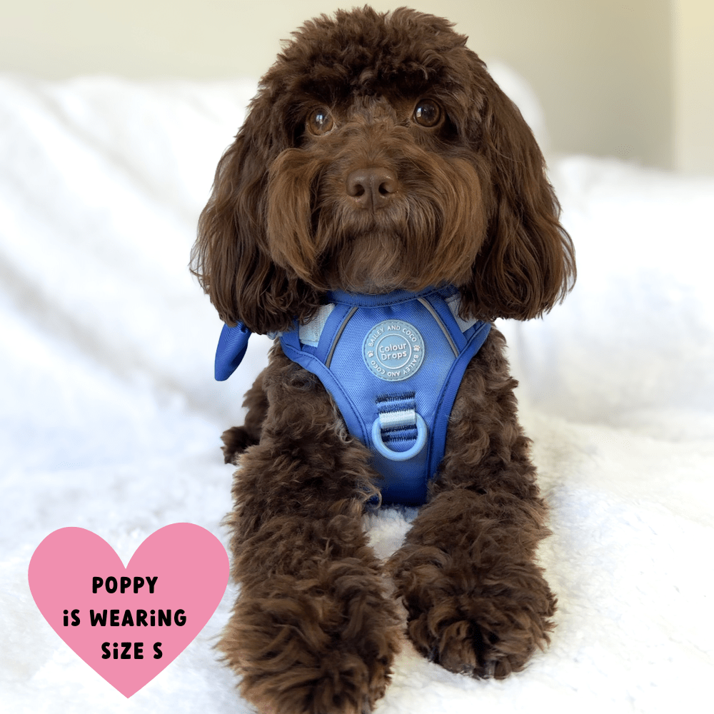 Trail & Glow Dog Harness - COLOUR DROPS® - Head in the Clouds - Bailey and Coco (UK)