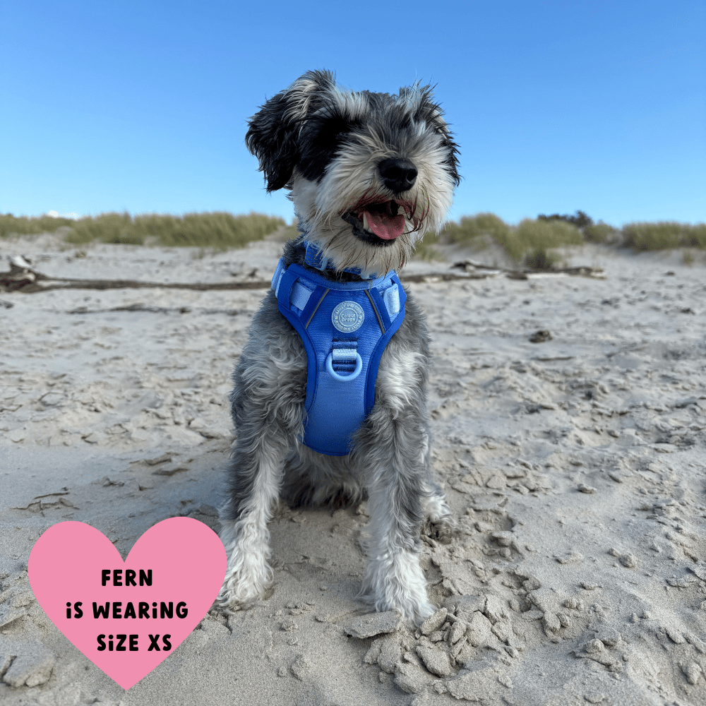 Trail & Glow Dog Harness - COLOUR DROPS® - Head in the Clouds - Bailey and Coco (UK)