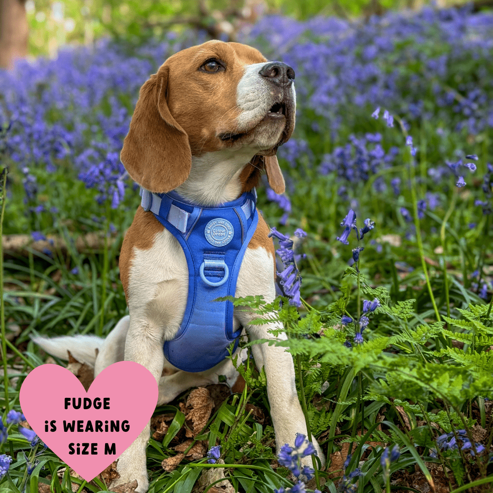 Trail & Glow Dog Harness - COLOUR DROPS® - Head in the Clouds - Bailey and Coco (UK)