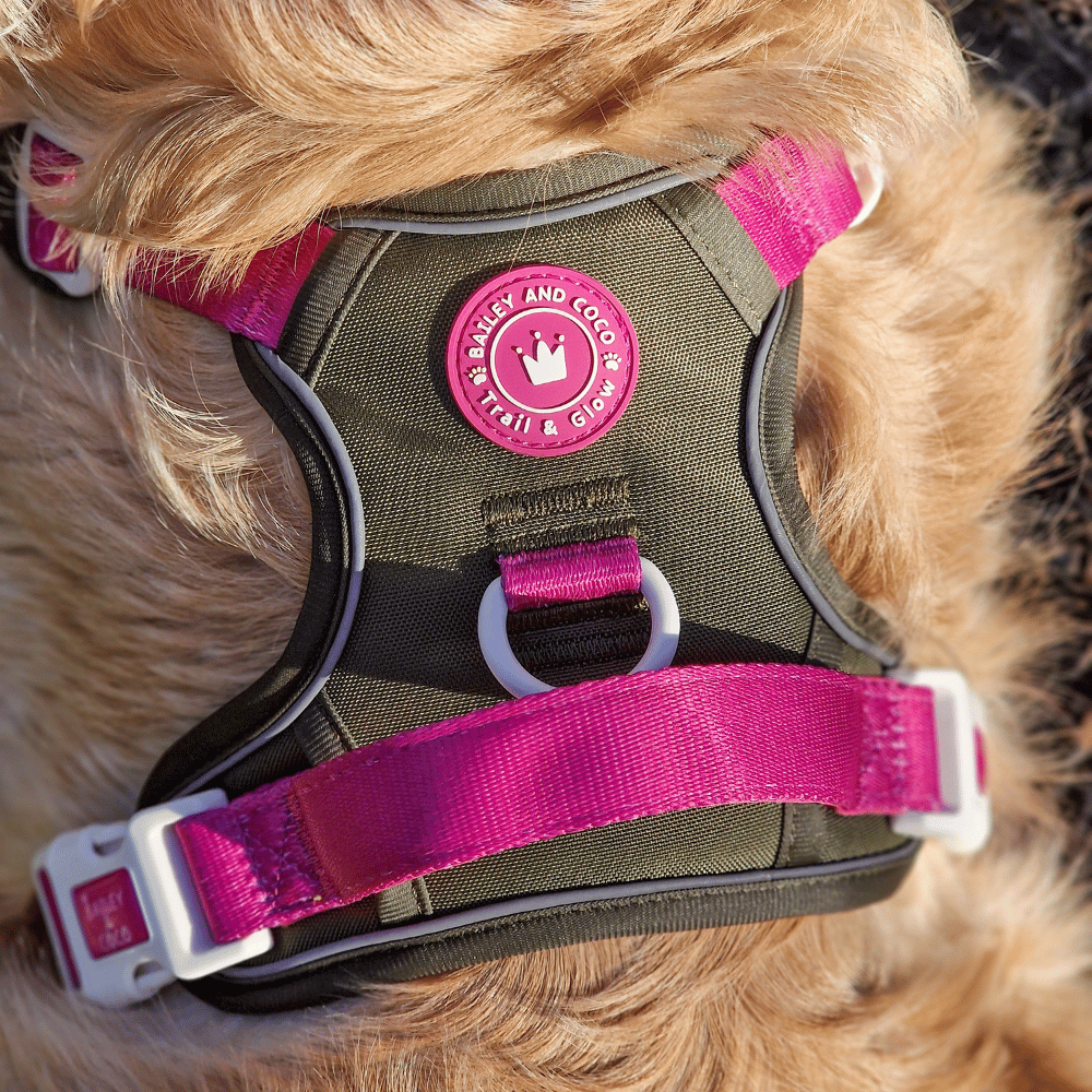 Trail & Glow Dog Harness - COLOUR DROPS® - Hot Khaki - Bailey and Coco (UK)
