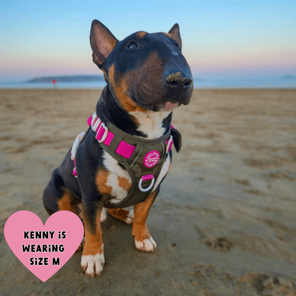 Trail & Glow Dog Harness - COLOUR DROPS® - Hot Khaki - Bailey and Coco (UK)