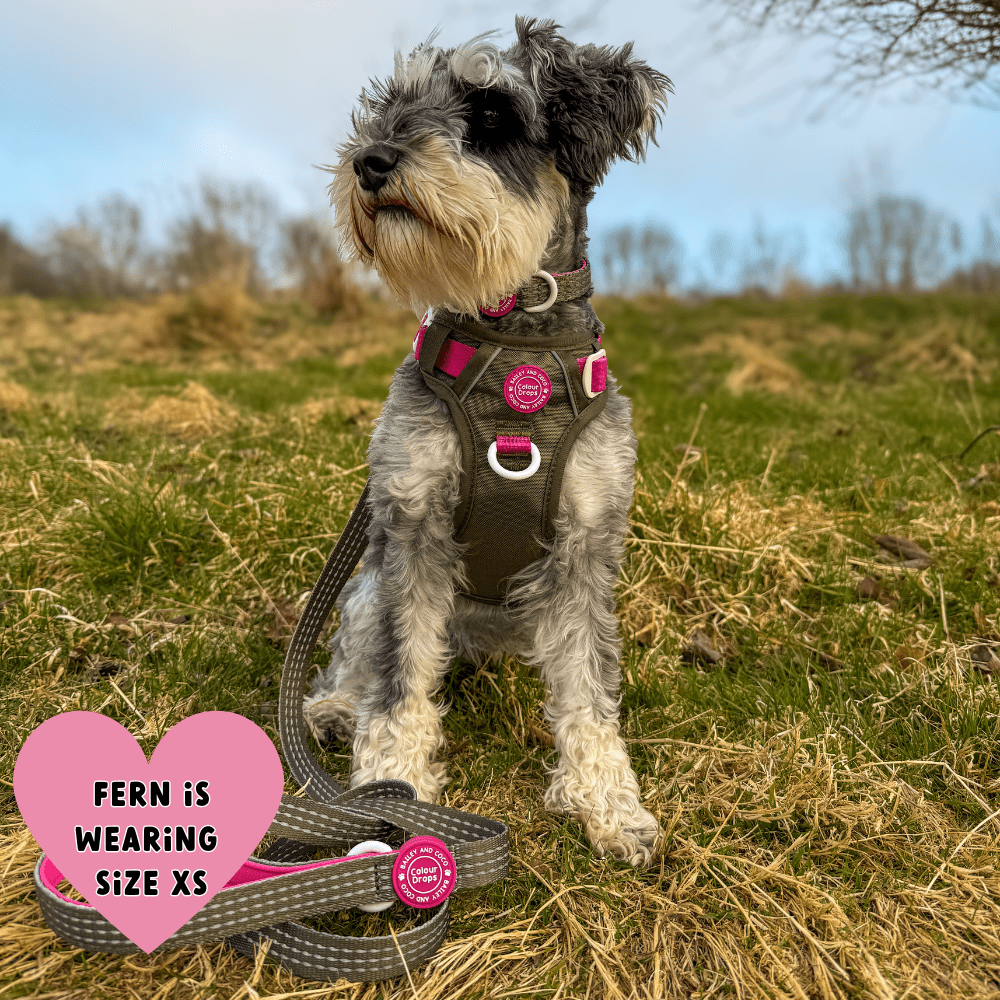 Trail & Glow Dog Harness - COLOUR DROPS® - Hot Khaki - Bailey and Coco (UK)