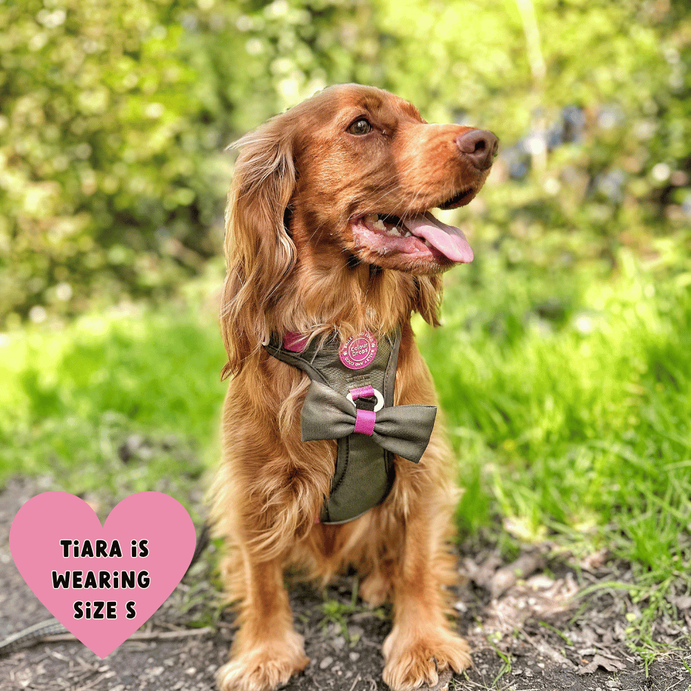 Trail & Glow Dog Harness - COLOUR DROPS® - Hot Khaki - Bailey and Coco (UK)