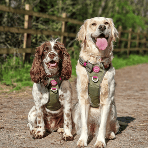 Trail & Glow Dog Harness - COLOUR DROPS® - Hot Khaki - Bailey and Coco (UK)