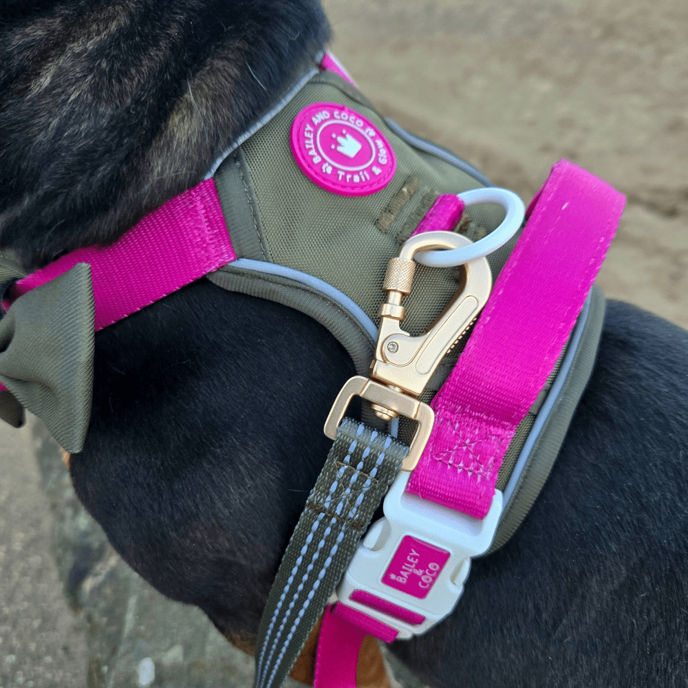 Trail & Glow Dog Harness - COLOUR DROPS® - Hot Khaki - Bailey and Coco (UK)