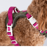 Trail & Glow Dog Harness - COLOUR DROPS® - Hot Khaki - Bailey and Coco (UK)