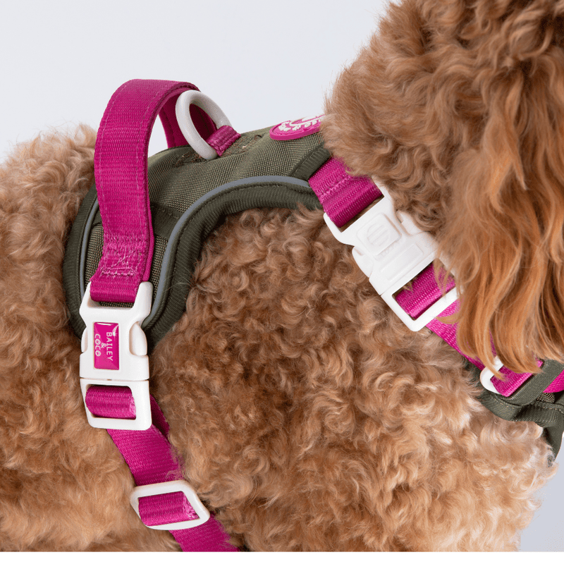 Trail & Glow Dog Harness - COLOUR DROPS® - Hot Khaki - Bailey and Coco (UK)