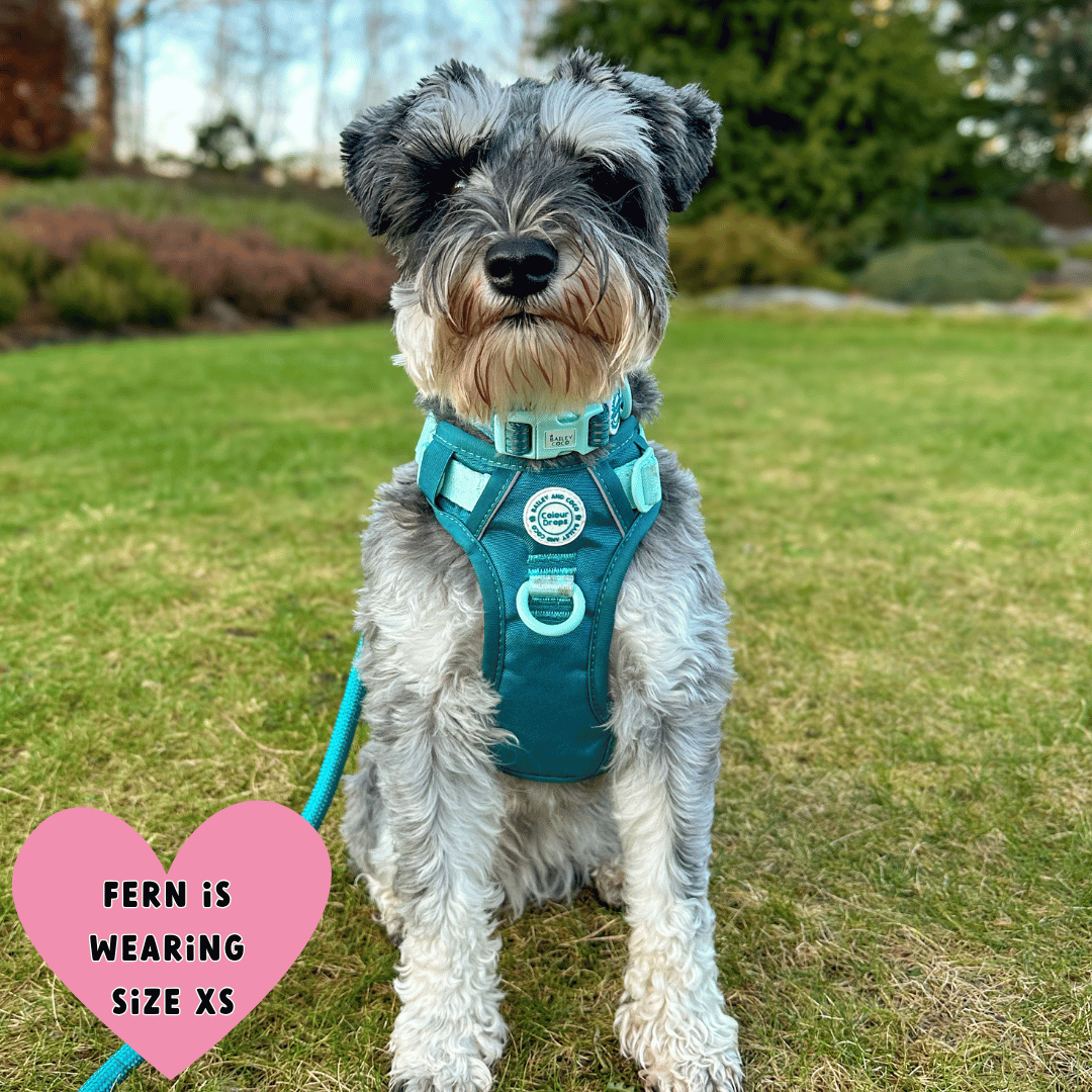 miniature schnauzer harness