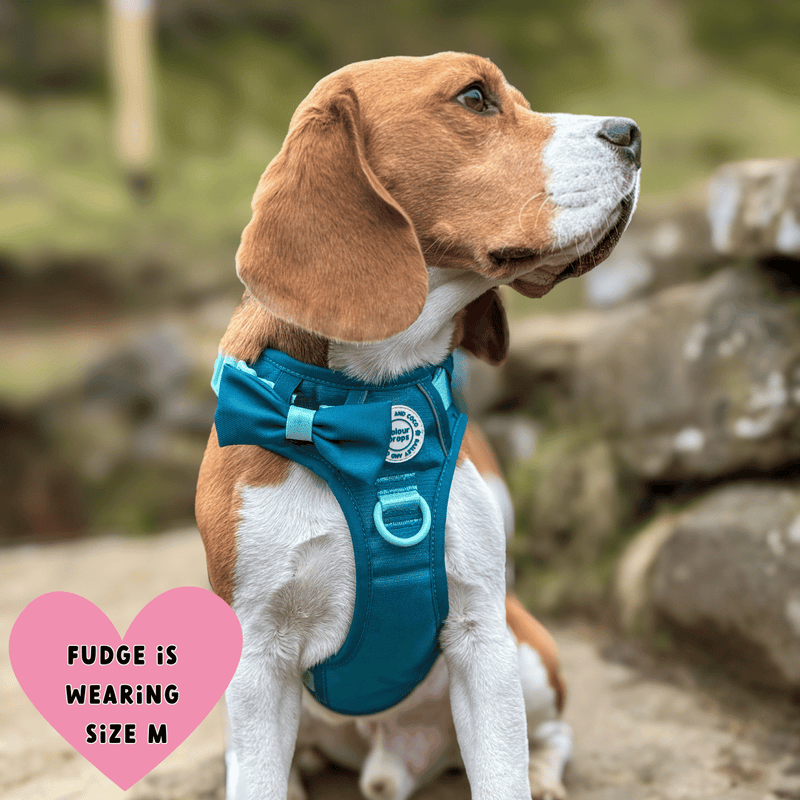beagle harness