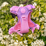 Trail & Glow Dog Harness - COLOUR DROPS® - Love that for you - Bailey and Coco (UK)