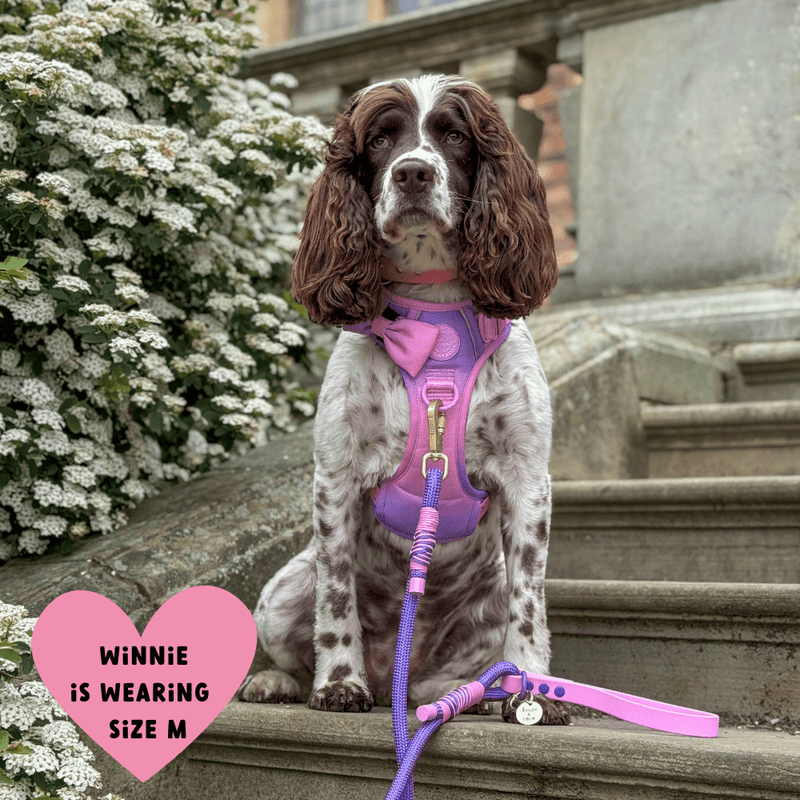 Trail & Glow Dog Harness - COLOUR DROPS® - Love that for you - Bailey and Coco (UK)