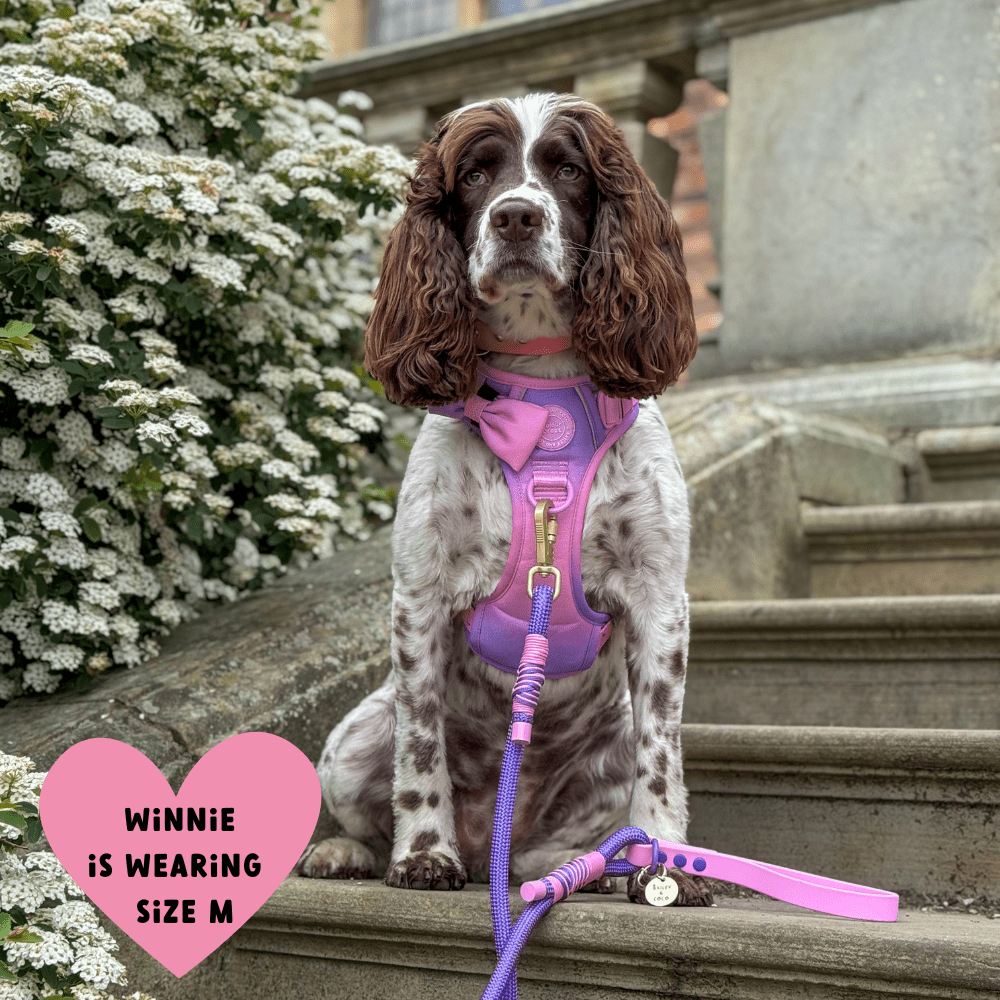Trail & Glow Dog Harness - COLOUR DROPS® - Love that for you - Bailey and Coco (UK)