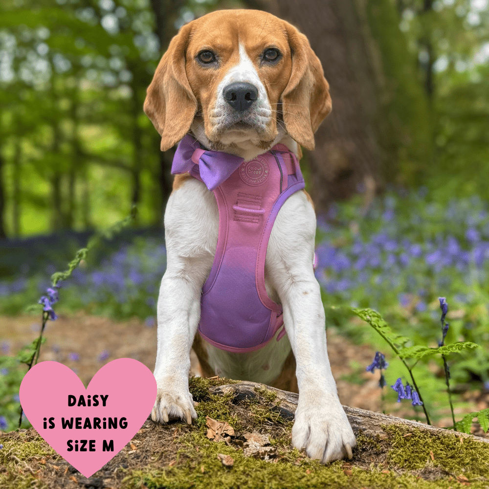 Trail & Glow Dog Harness - COLOUR DROPS® - Love that for you - Bailey and Coco (UK)