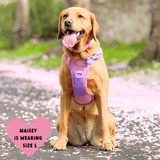 Trail & Glow Dog Harness - COLOUR DROPS® - Love that for you - Bailey and Coco (UK)