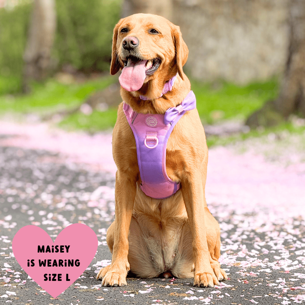 Trail & Glow Dog Harness - COLOUR DROPS® - Love that for you - Bailey and Coco (UK)