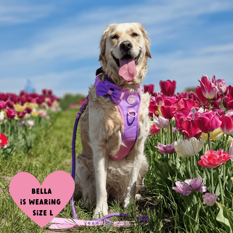 Trail & Glow Dog Harness - COLOUR DROPS® - Love that for you - Bailey and Coco (UK)