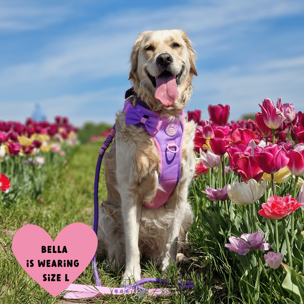 Trail & Glow Dog Harness - COLOUR DROPS® - Love that for you - Bailey and Coco (UK)