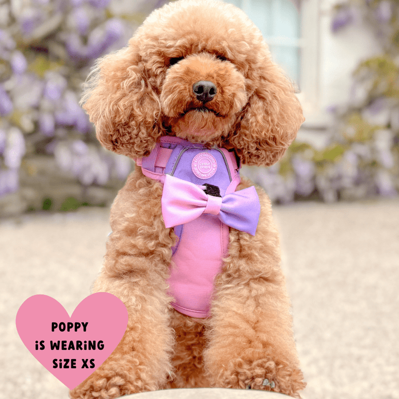 Trail & Glow Dog Harness - COLOUR DROPS® - Love that for you - Bailey and Coco (UK)