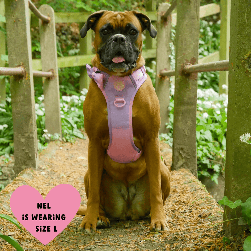 Trail & Glow Dog Harness - COLOUR DROPS® - Love that for you - Bailey and Coco (UK)