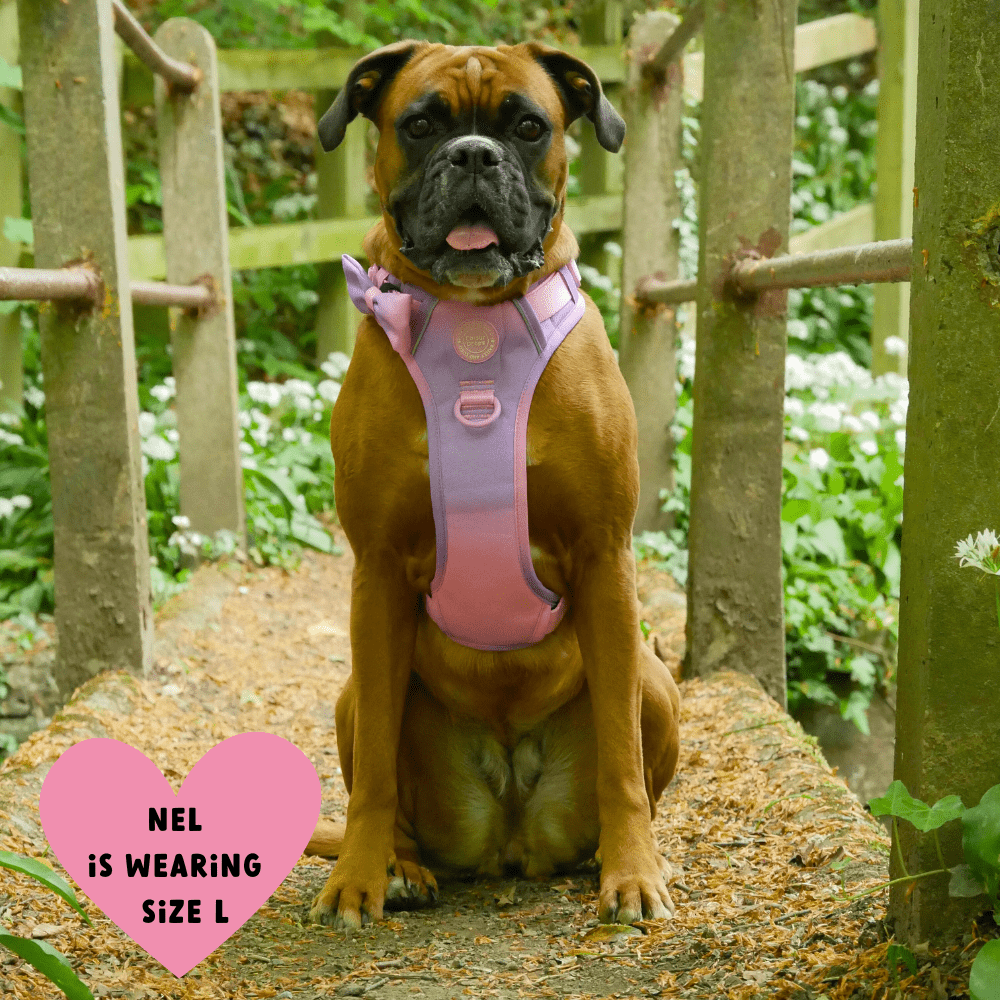 Trail & Glow Dog Harness - COLOUR DROPS® - Love that for you - Bailey and Coco (UK)