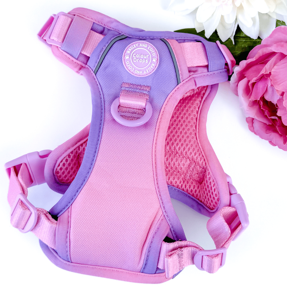 Trail & Glow Dog Harness - COLOUR DROPS® - Love that for you - Bailey and Coco (UK)
