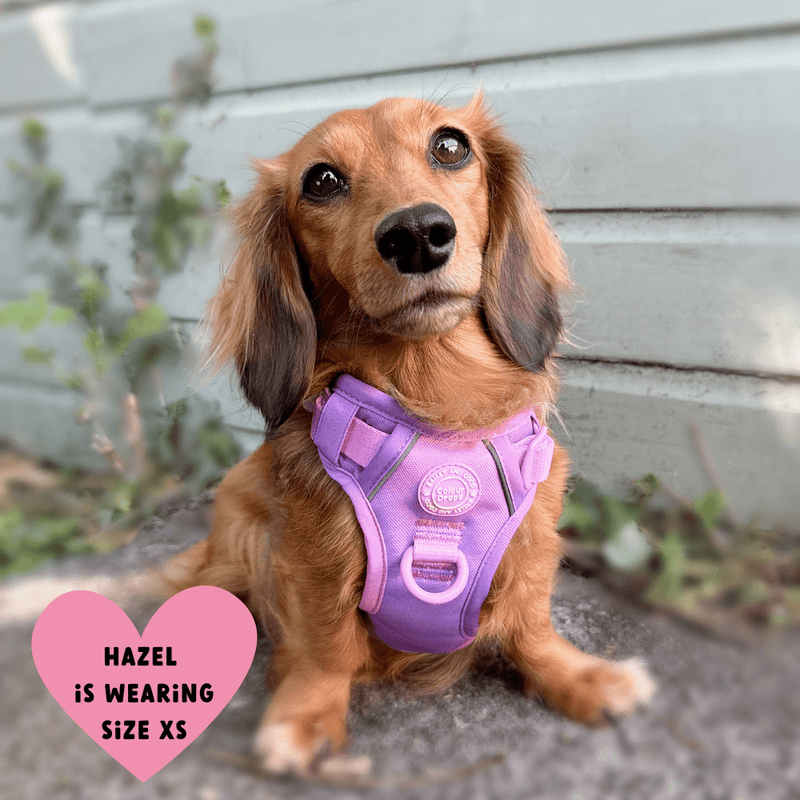 Trail & Glow Dog Harness - COLOUR DROPS® - Love that for you - Bailey and Coco (UK)