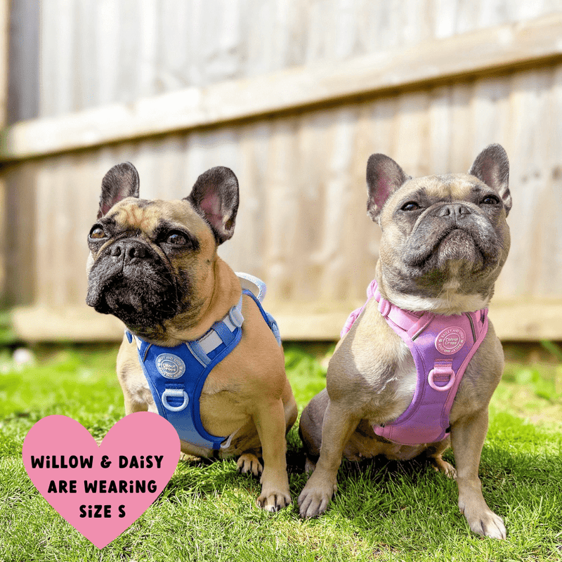 Trail & Glow Dog Harness - COLOUR DROPS® - Love that for you - Bailey and Coco (UK)