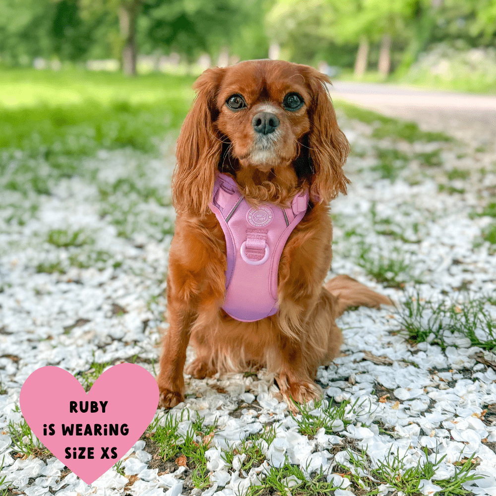 Trail & Glow Dog Harness - COLOUR DROPS® - Love that for you - Bailey and Coco (UK)
