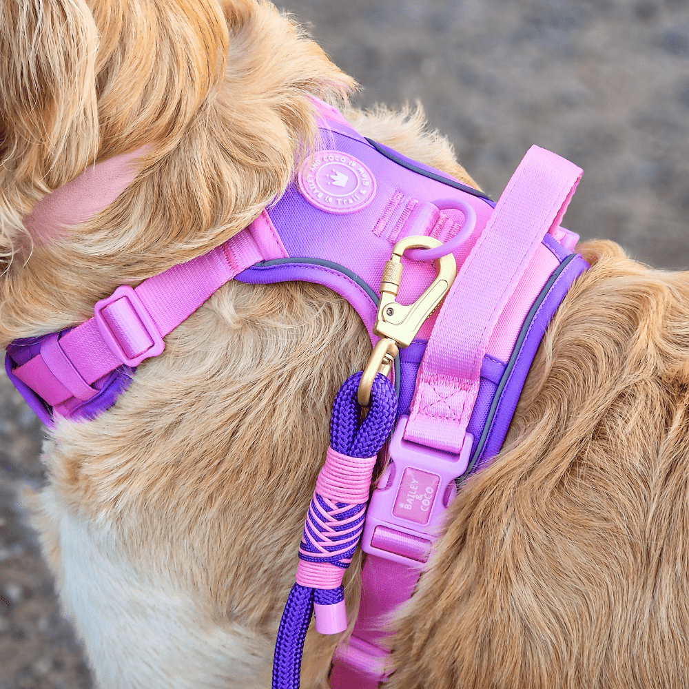 Trail & Glow Dog Harness - COLOUR DROPS® - Love that for you - Bailey and Coco (UK)