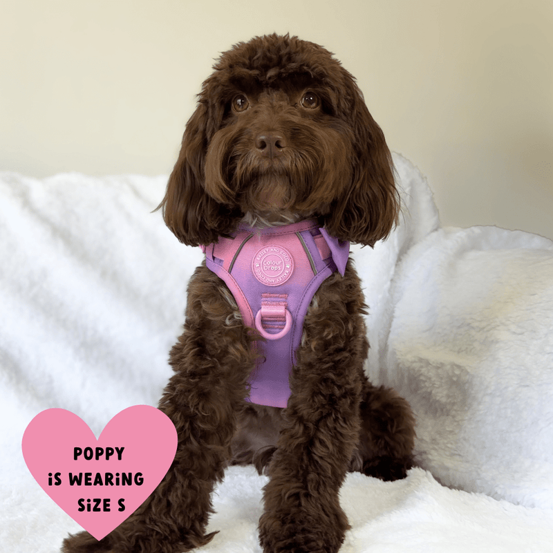 Trail & Glow Dog Harness - COLOUR DROPS® - Love that for you - Bailey and Coco (UK)
