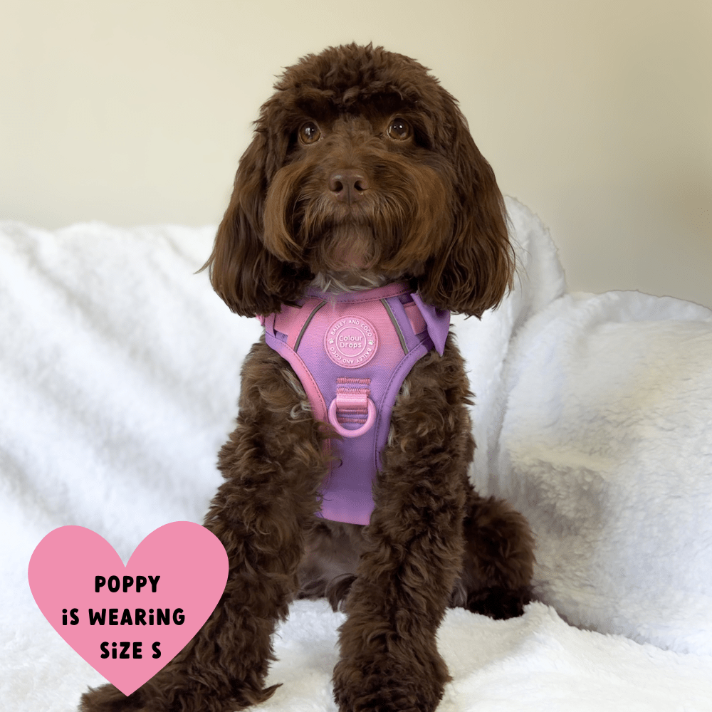 Trail & Glow Dog Harness - COLOUR DROPS® - Love that for you - Bailey and Coco (UK)