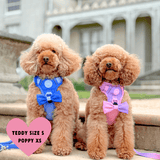 Trail & Glow Dog Harness - COLOUR DROPS® - Love that for you - Bailey and Coco (UK)