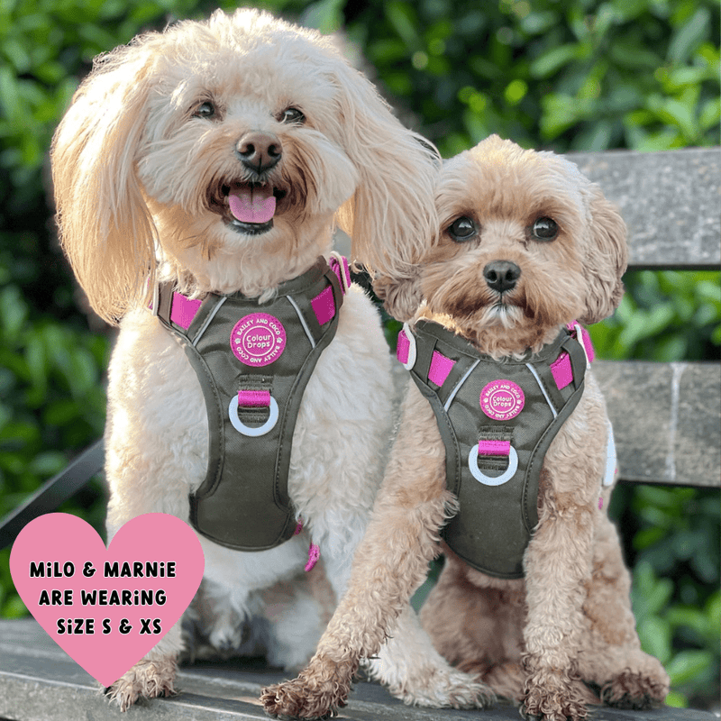 Trail & Glow Dog Harness - COLOUR DROPS® - Olive it Hot - Bailey and Coco (UK)