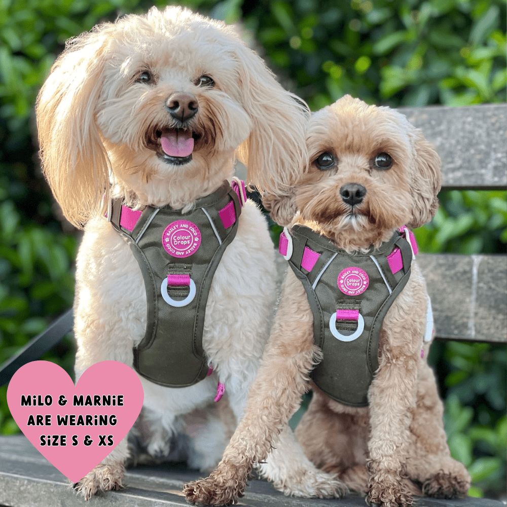 Trail & Glow Dog Harness - COLOUR DROPS® - Olive it Hot - Bailey and Coco (UK)