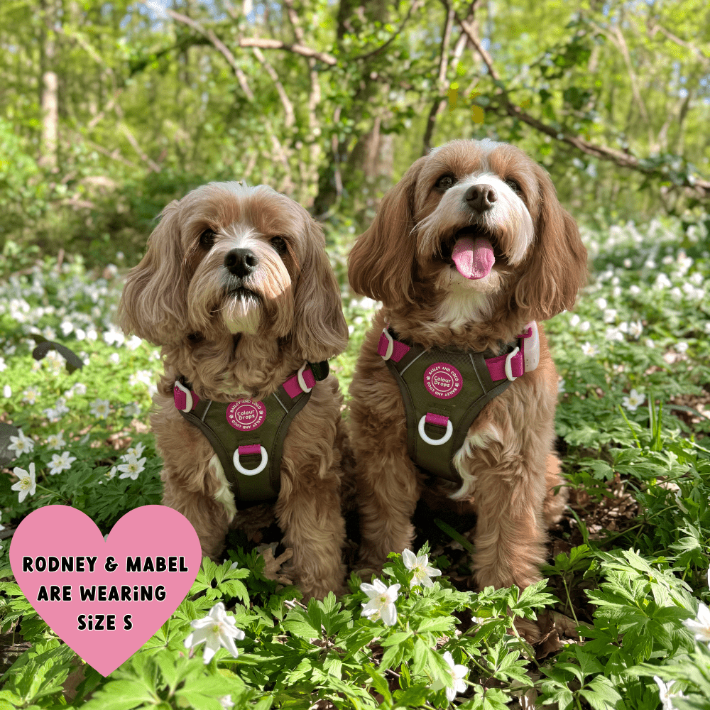 Trail & Glow Dog Harness - COLOUR DROPS® - Olive it Hot - Bailey and Coco (UK)