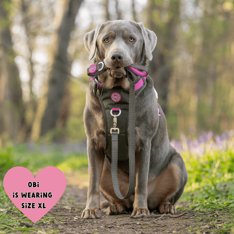 Trail & Glow Dog Harness - COLOUR DROPS® - Olive it Hot - Bailey and Coco (UK)