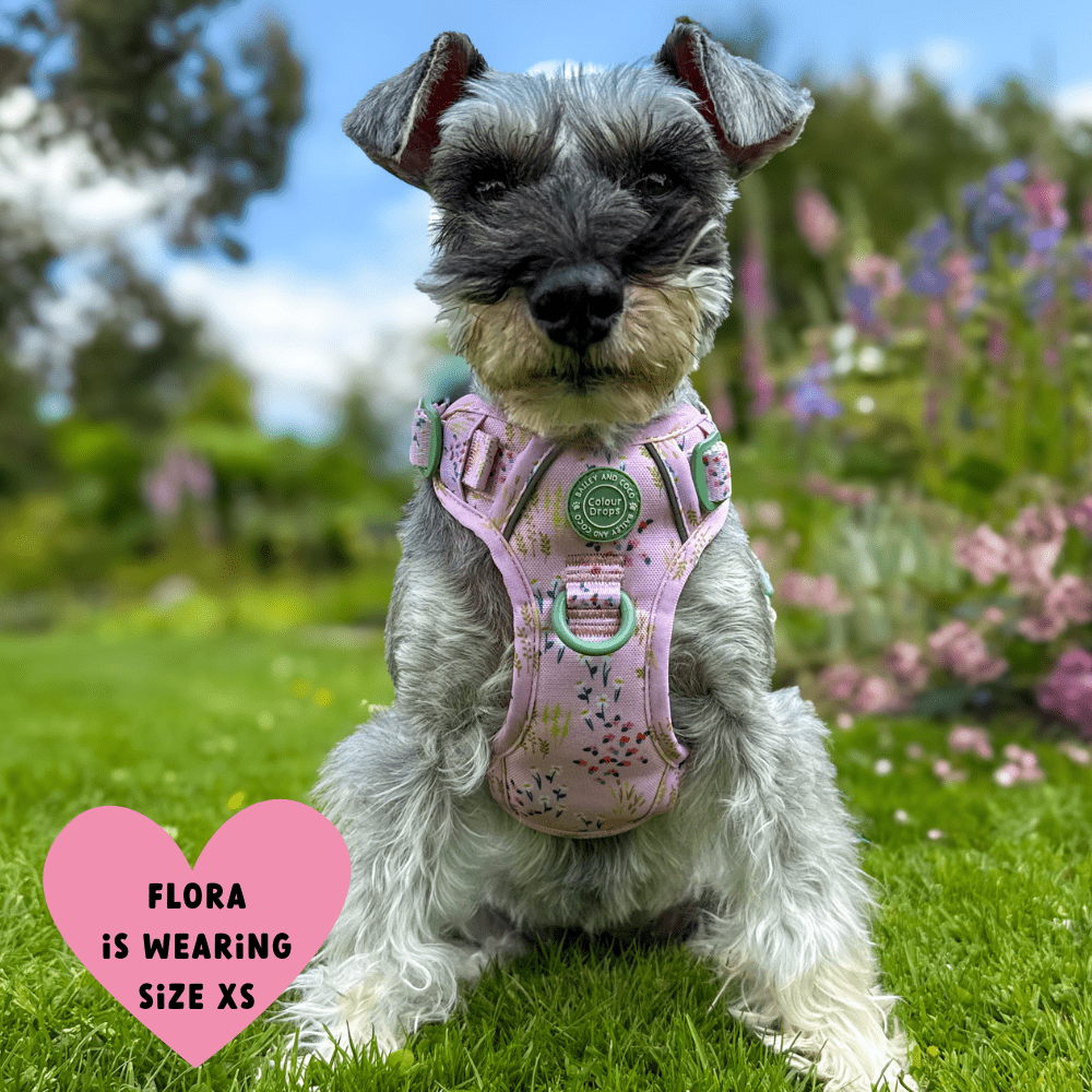Trail & Glow Dog Harness - COLOUR DROPS® - Pick Me - Bailey and Coco (UK)
