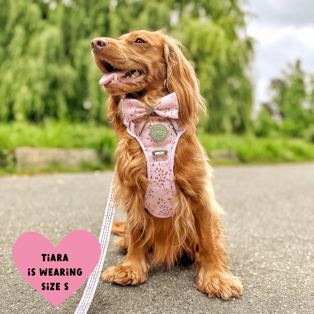 Trail & Glow Dog Harness - COLOUR DROPS® - Pick Me - Bailey and Coco (UK)
