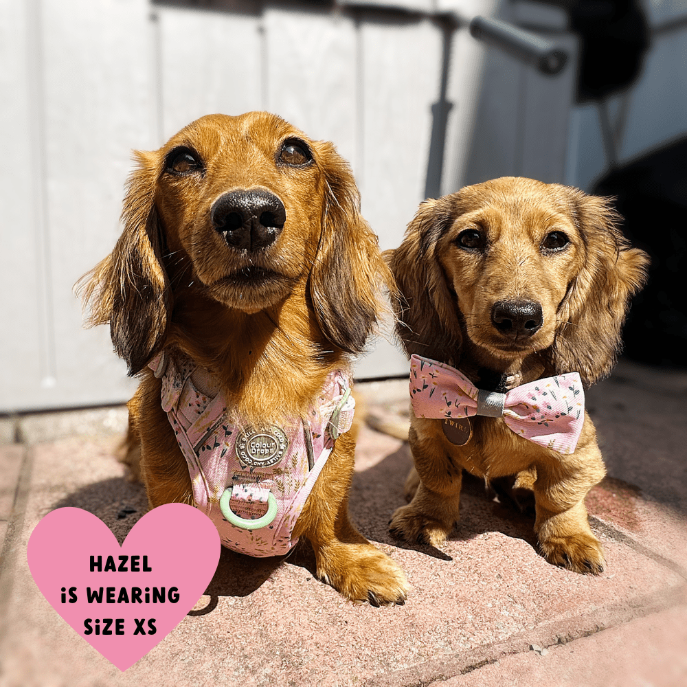 Trail & Glow Dog Harness - COLOUR DROPS® - Pick Me - Bailey and Coco (UK)
