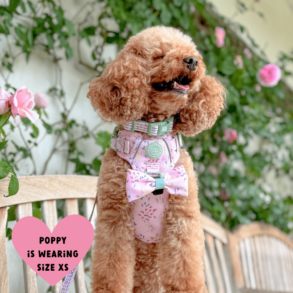 Trail & Glow Dog Harness - COLOUR DROPS® - Pick Me - Bailey and Coco (UK)