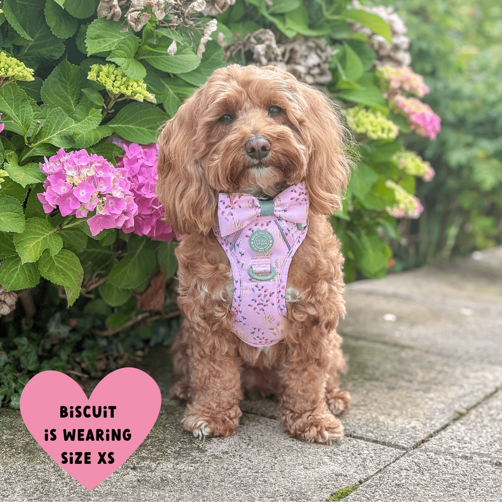 Trail & Glow Dog Harness - COLOUR DROPS® - Pick Me - Bailey and Coco (UK)