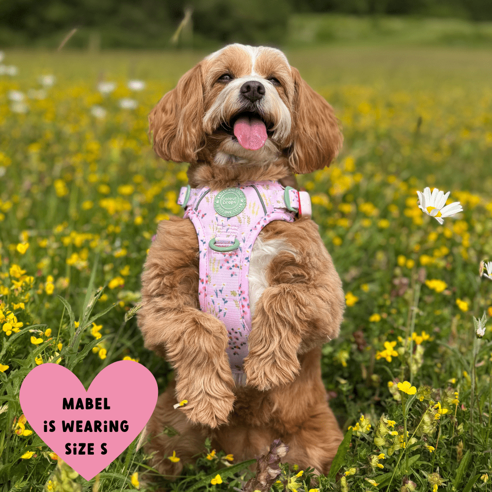 Trail & Glow Dog Harness - COLOUR DROPS® - Pick Me - Bailey and Coco (UK)