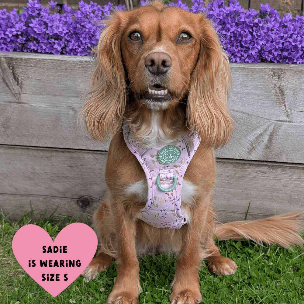 Trail & Glow Dog Harness - COLOUR DROPS® - Pick Me - Bailey and Coco (UK)