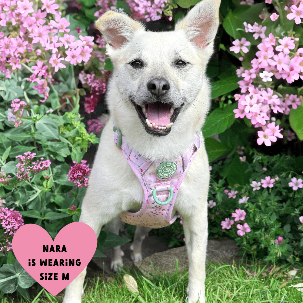 Trail & Glow Dog Harness - COLOUR DROPS® - Pick Me - Bailey and Coco (UK)